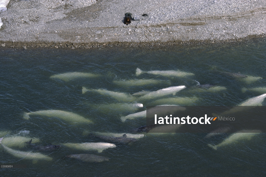 Pod de ballena beluga (Delphinapterus leucas) a lo largo de la orilla donde investigador registros y