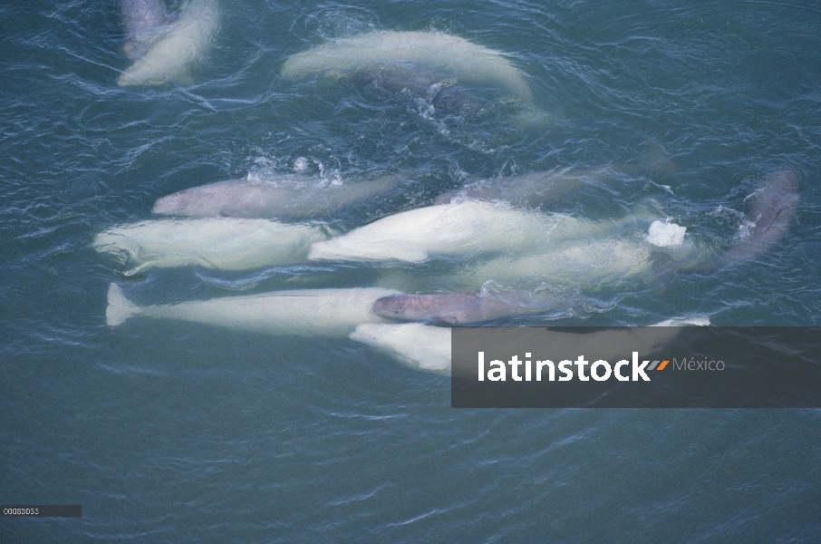 Beluga (Delphinapterus leucas) vacas con terneros, Península de Borden, Canadá