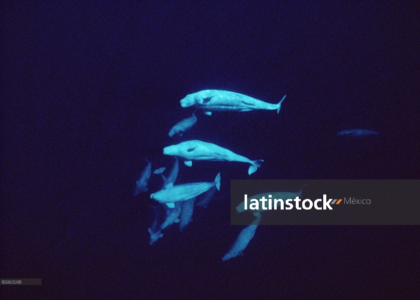 Pod de Beluga (Delphinapterus leucas), Lancaster Sound, Nunavut, Canadá