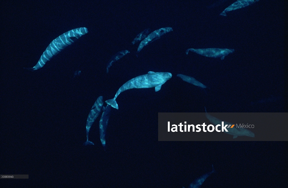 Ballena Beluga (Delphinapterus leucas), curioso pod a 200 pies de profundidad, Lancaster Sound, Nuna