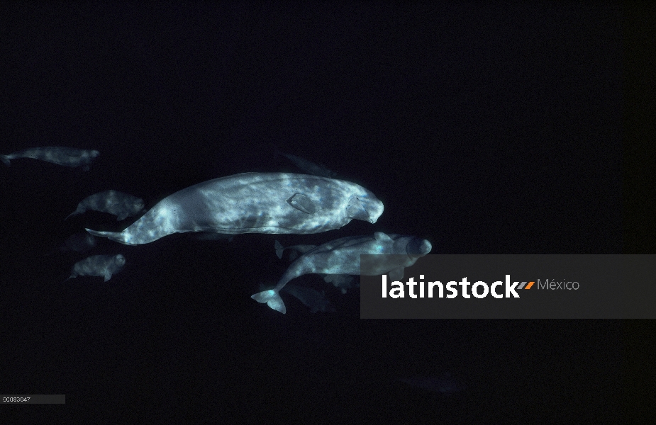 Grupo de belugas (Delphinapterus leucas) bajo el agua