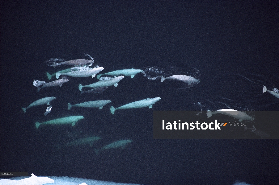 Pod de ballena beluga (Delphinapterus leucas) con terneros, Lancaster Sound, Nunavut, Canadá