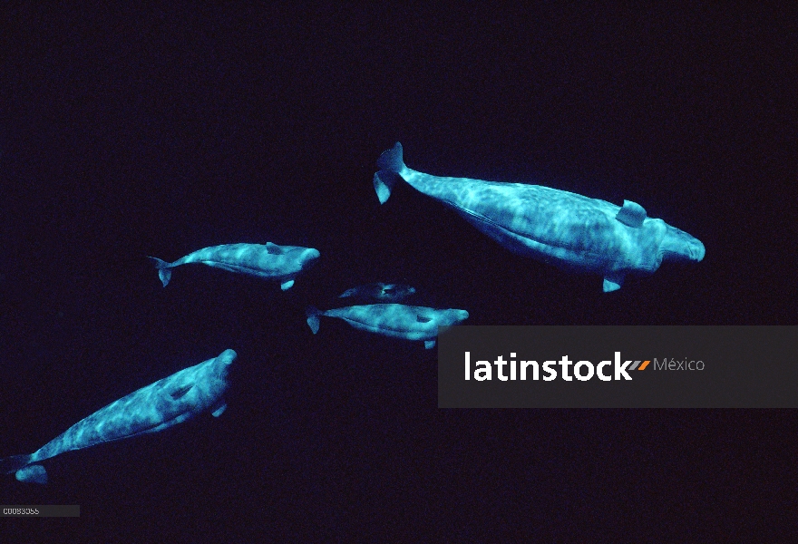 Grupo curioso de Beluga (Delphinapterus leucas), Lancaster Sound, Nunavut, Canadá