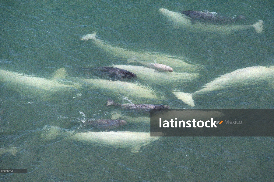 Beluga (Delphinapterus leucas) vacas y terneros en poco profundo estuario, Isla Somerset, Nunavut, C