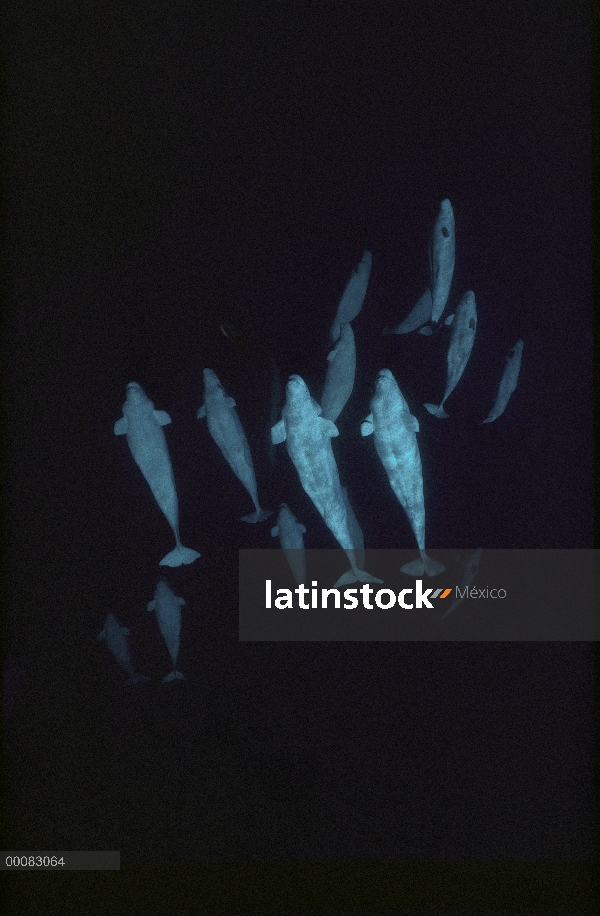 Grupo de belugas (Delphinapterus leucas), isla de Baffin, Nunavut, Canadá