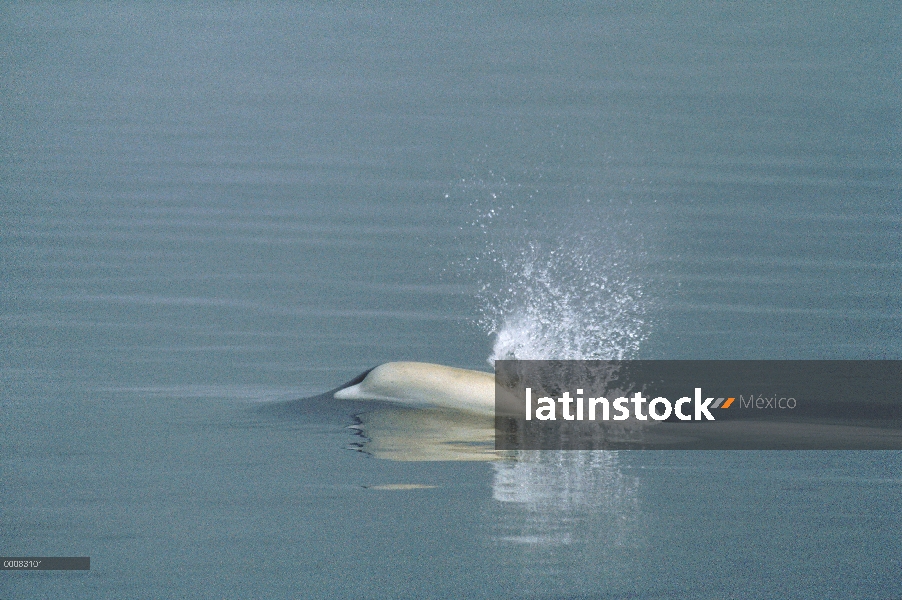 Ballena Beluga (Delphinapterus leucas), echa en chorro, Lancaster Sound, Nunavut, Canadá