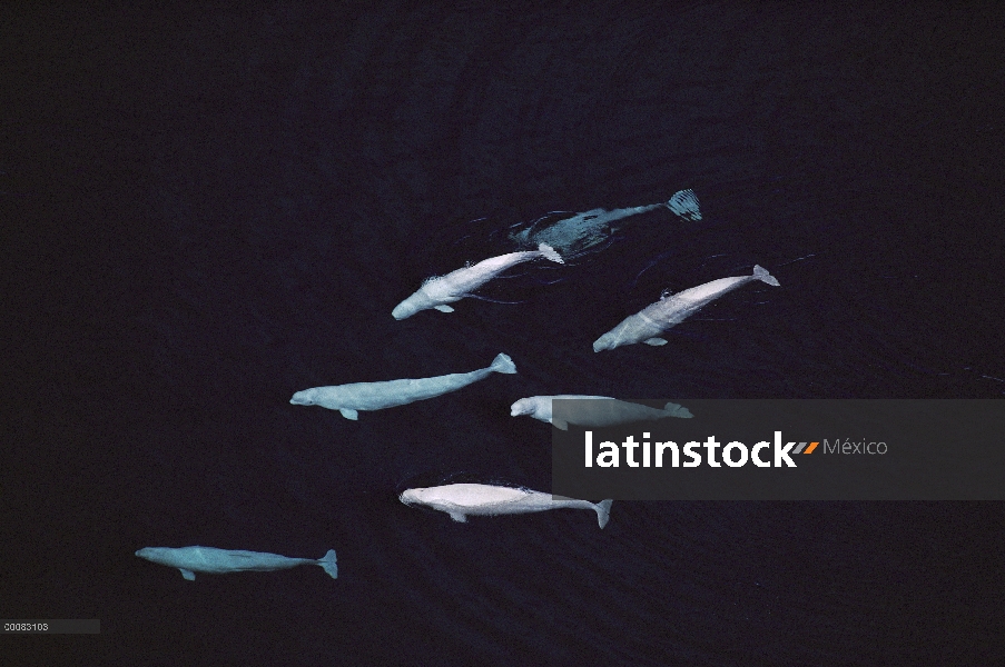 Grupo de belugas (Delphinapterus leucas), vista aérea, territorios del noroeste, Canadá