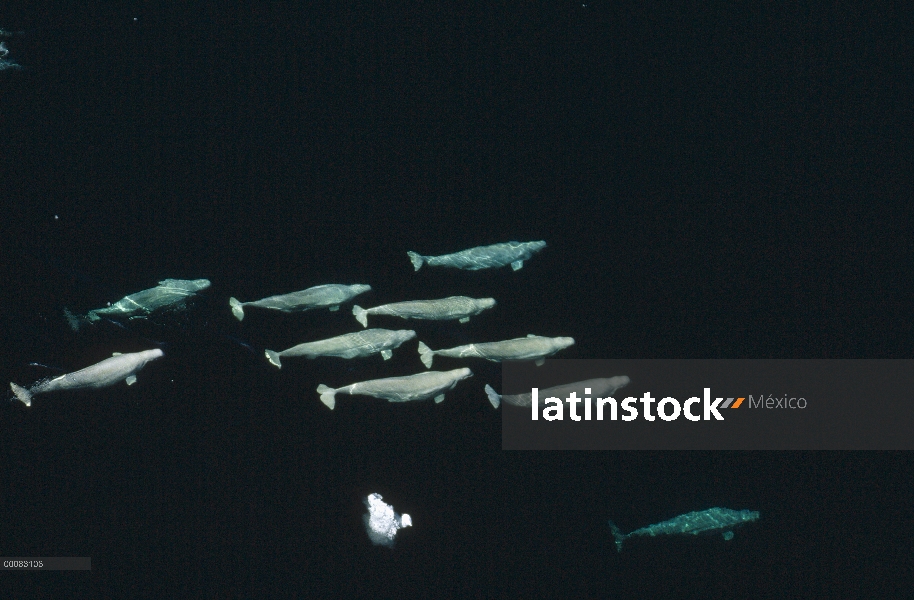 Ballena Beluga (Delphinapterus leucas), grupo que a lo largo del borde del hielo, Lancaster Sound, N