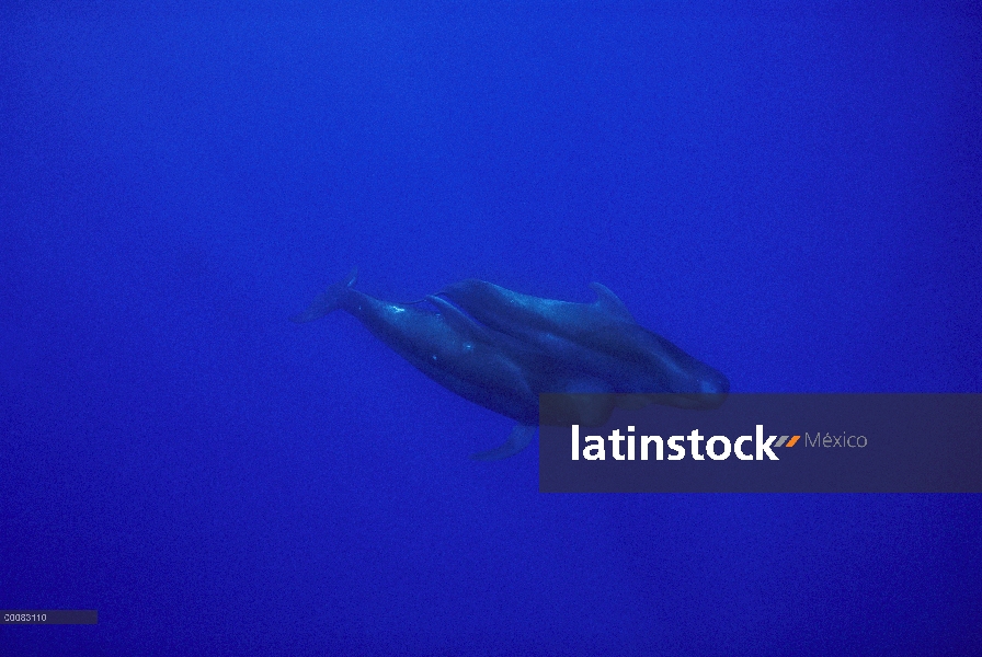 Aleta corta par de ballena piloto (Globicephala macrorhynchus) nadando cerca de la superficie del oc