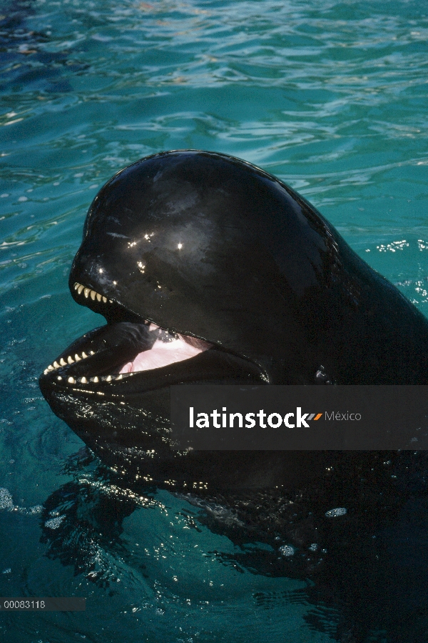 Aleta larga retrato de ballena piloto (Globicephala melas), América del norte