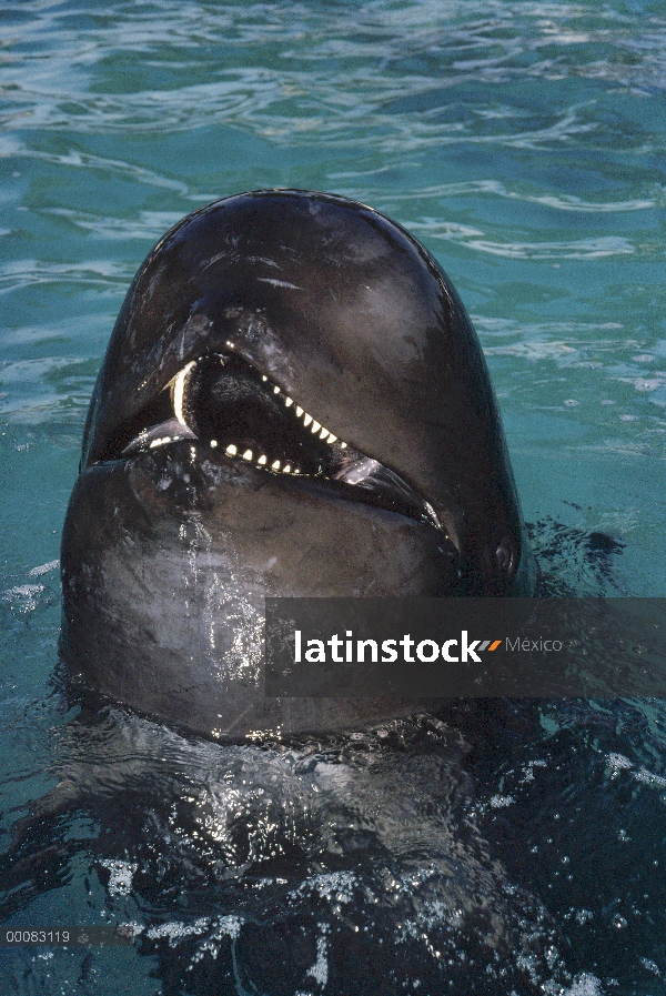 Aleta larga retrato de ballena piloto (Globicephala melas), América del norte