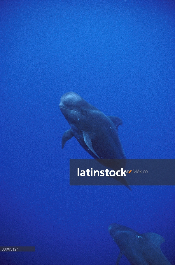 Aleta corta ballena piloto (Globicephala macrorhynchus) que muestra evidencia mordeduras de tiburón 