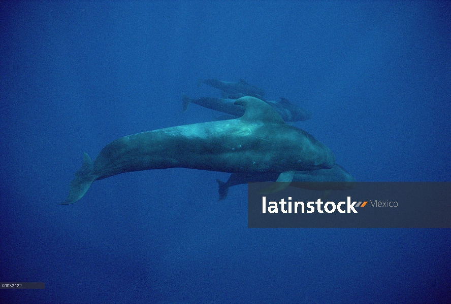 Aleta corta ballena piloto (Globicephala macrorhynchus) grupo bajo el agua, Hawaii