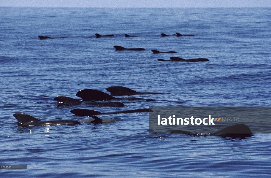 Aleta corta vaina de ballena piloto (Globicephala macrorhynchus) en superficie, Hawaii