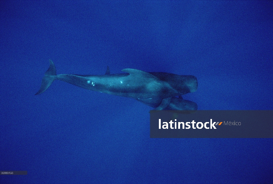 Aleta corta madre ballena piloto (Globicephala macrorhynchus) y becerro, Hawaii