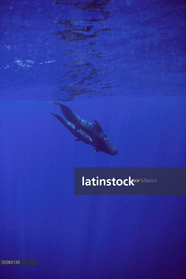 Aleta corta par de ballena piloto (Globicephala macrorhynchus) nadando juntos, Hawaii