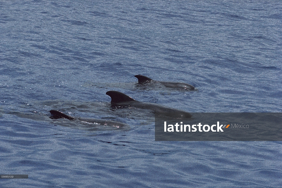 Aleta corta vaina de ballena piloto (Globicephala macrorhynchus) superficie, Hawaii