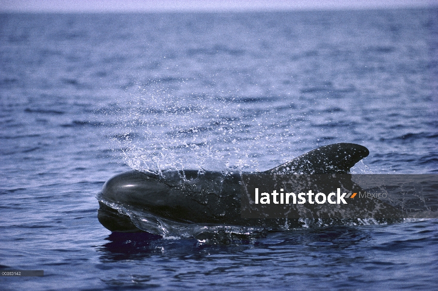 Aleta corta ballena piloto (Globicephala macrorhynchus) superficie