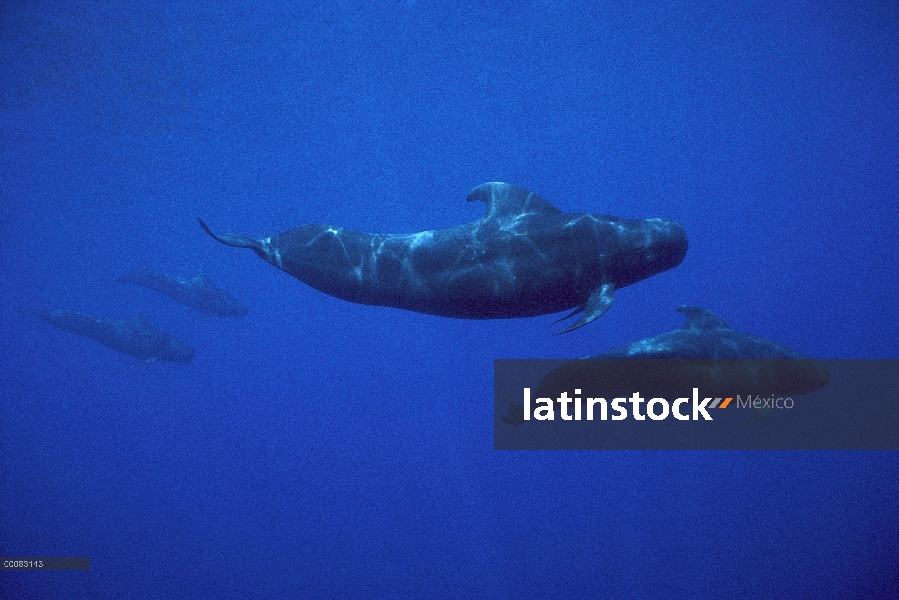 Grupo de ballenas piloto (Globicephala macrorhynchus) tropical, Hawaii