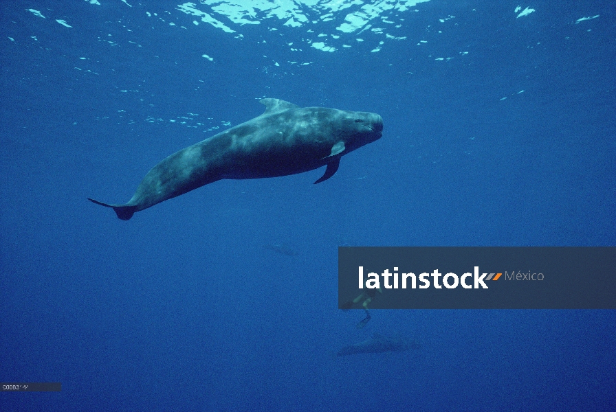 Ballena piloto aleta corta (Globicephala macrorhynchus) con buzo en el fondo, Hawaii