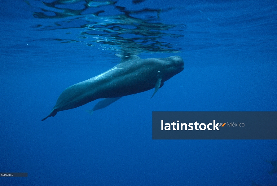 Aleta corta retrato subacuático de ballena piloto (Globicephala macrorhynchus), Hawaii