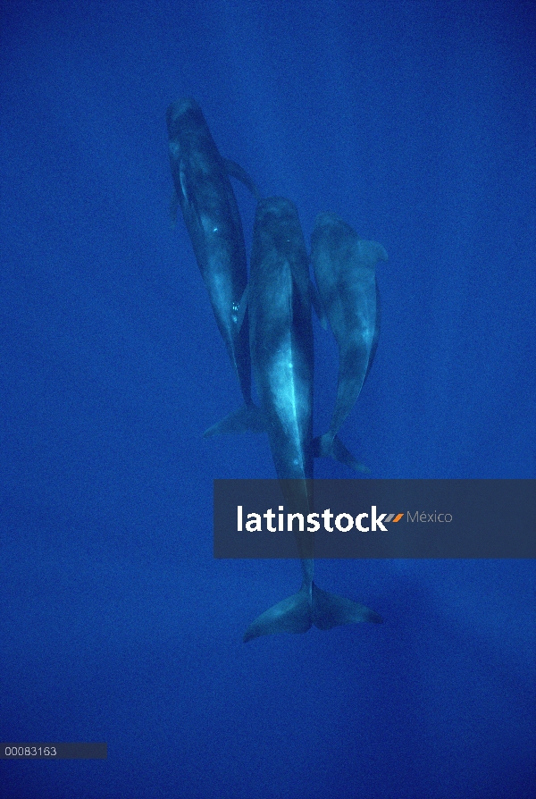 Ballena piloto (Globicephala macrorhynchus) aleta corta tres submarinos, Hawaii