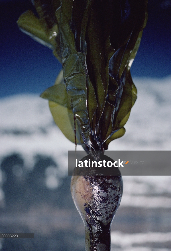 Primer plano de algas cubiertas de petróleo, derrame de petróleo de Exxon Valdez, Alaska