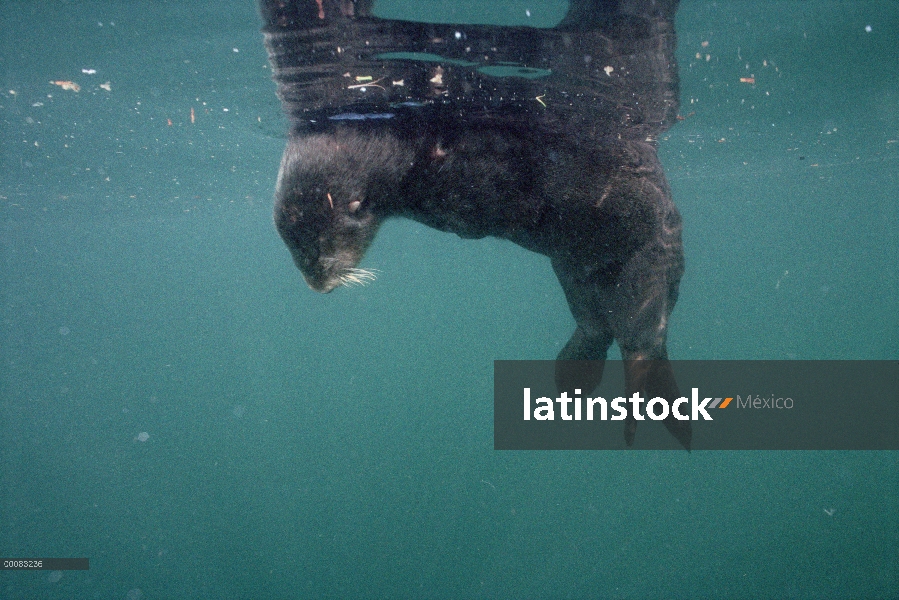 Nutria marina (Enhydra lutris) asesinado por derrame de petróleo de Exxon Valdez, Prince William Sou