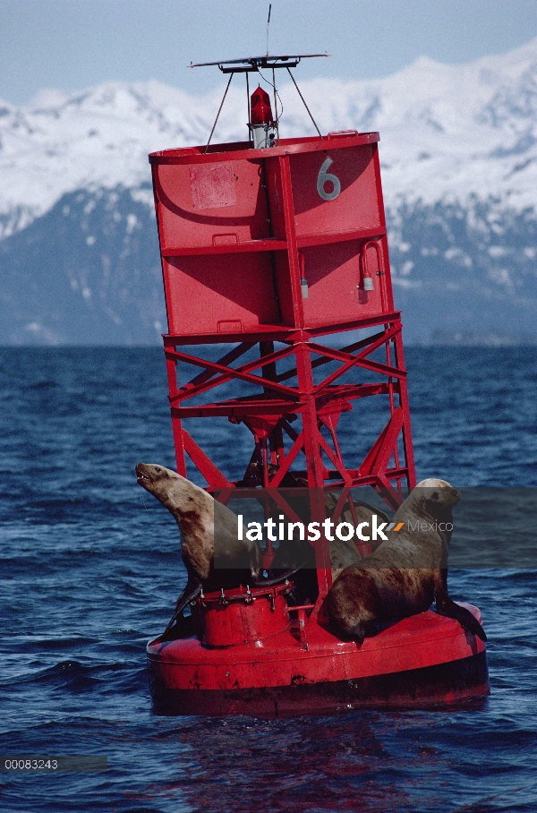 León de marino de Steller (Jubatus de Eumetopias) trío de boya con manchas de aceite en su piel, Exx