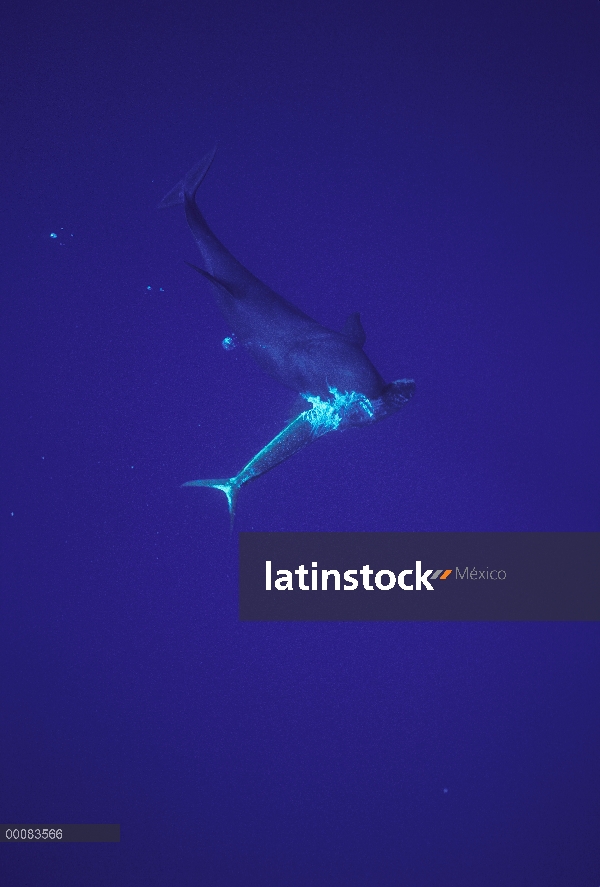 Falsa orca (Pseudorca crassidens) alimentándose de Mahi Mahi (Coryphaena hippurus), Hawaii