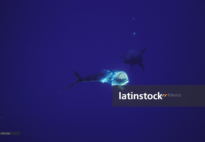 Falsa orca (Pseudorca crassidens) atacando a Mahi Mahi (Coryphaena hippurus), Hawaii