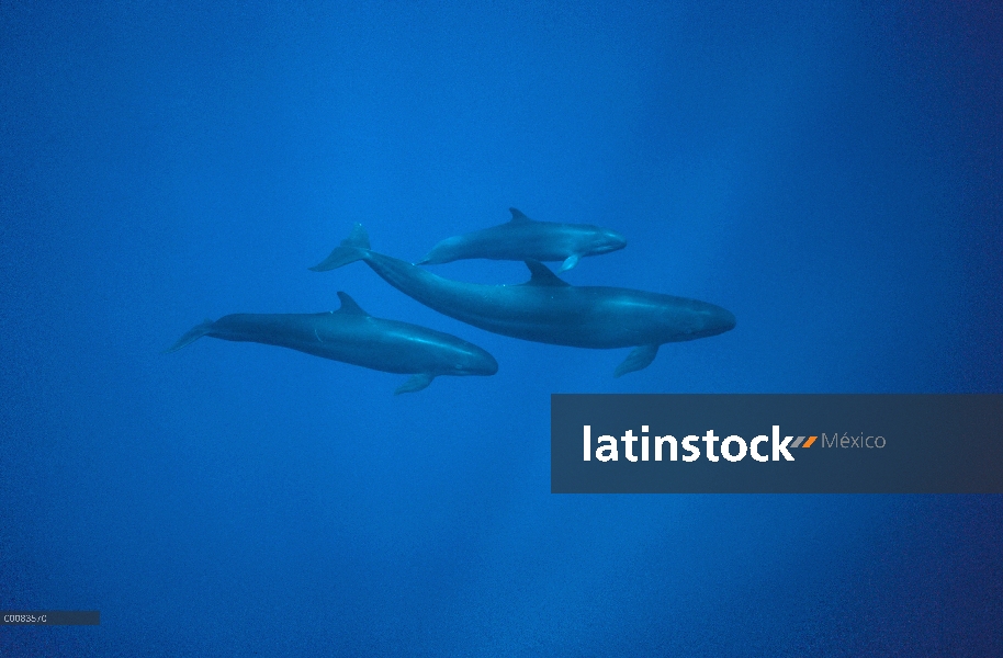 Falsa orca (Pseudorca crassidens) grupo bajo el agua, Hawaii