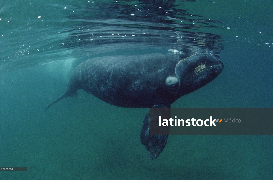 Sur ballena franca (Eubalaena australis) juvenil, bajo el agua, Península Valdez, Argentina