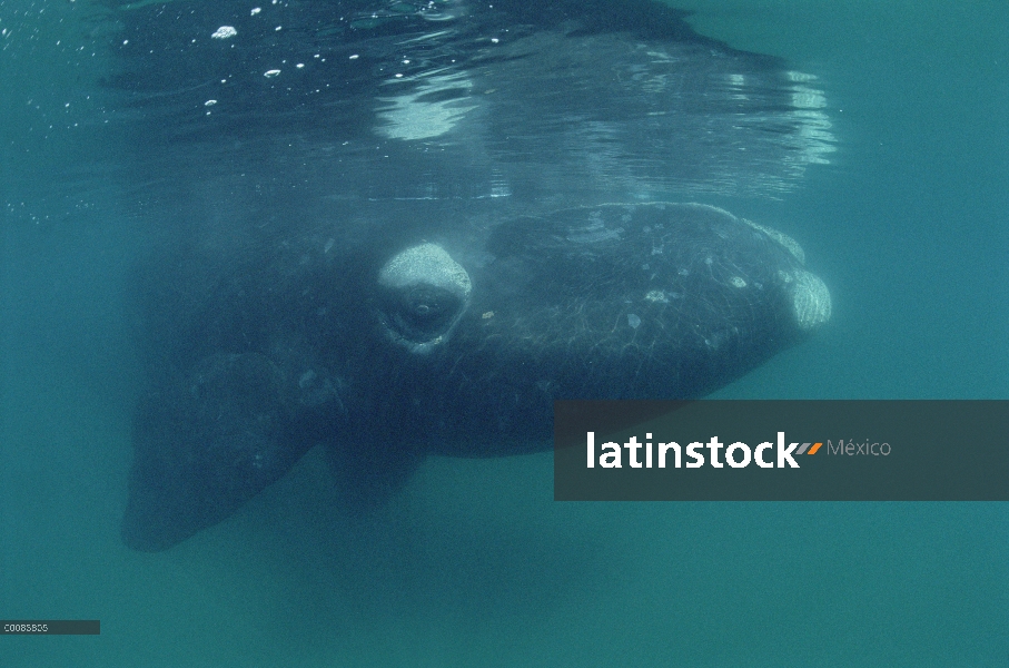 Sur ballena franca (Eubalaena australis) juvenil, bajo el agua, Península Valdez, Argentina