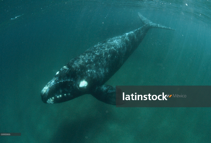 Sur retrato subacuático de ballena franca (Eubalaena australis), Argentina