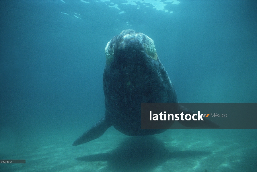 Ballena Franca Austral (Eubalaena australis) cerca de superficie, Argentina