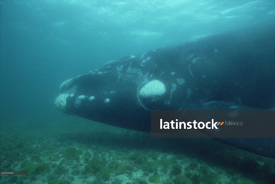 Ballena Franca Austral (Eubalaena australis) bajo el agua, Península Valdez, Argentina