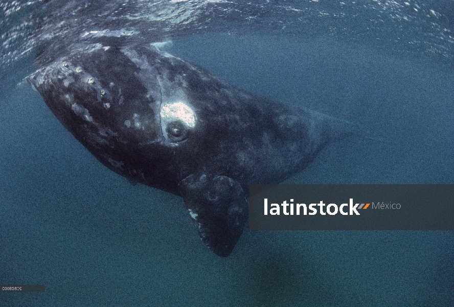 Ballena Franca Austral (Eubalaena australis), Península Valdez, Argentina