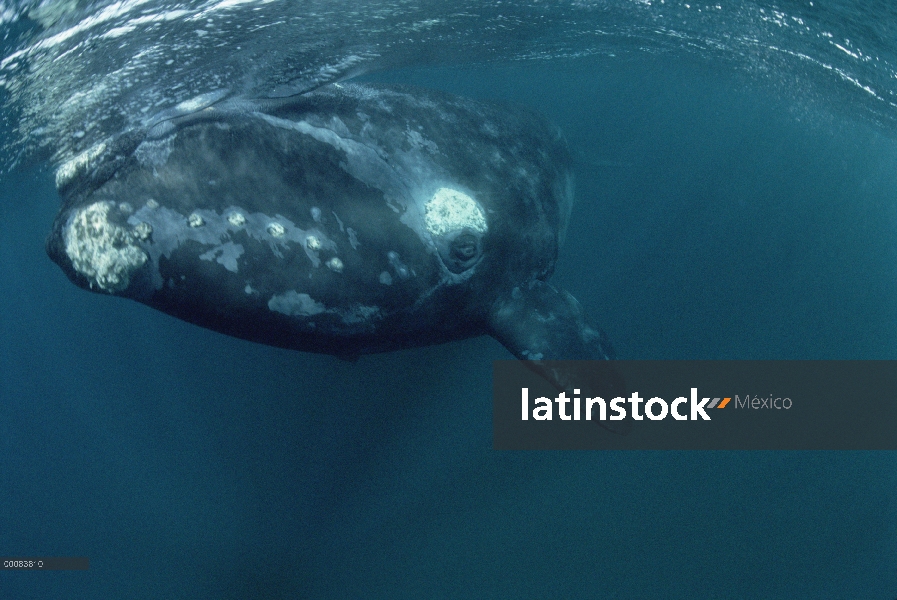 Ballena Franca Austral (Eubalaena australis) bajo el agua, Península Valdez, Argentina