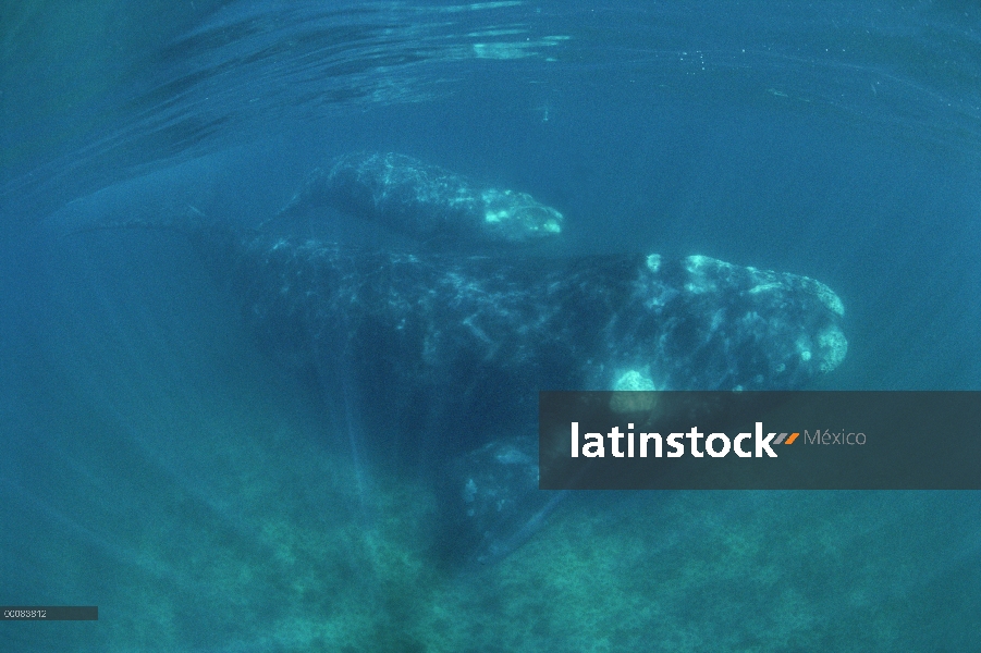 Sur madre de ballena franca (Eubalaena australis) y pantorrillas, bajo el agua, Península Valdez, Ar