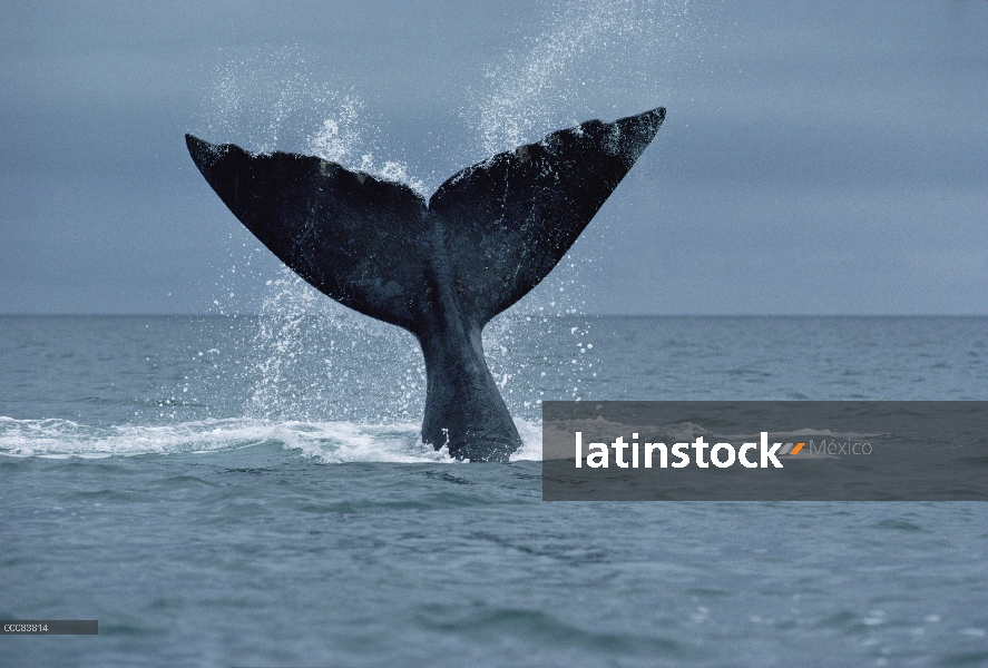 Platija meridional de la ballena franca (Eubalaena australis), Argentina