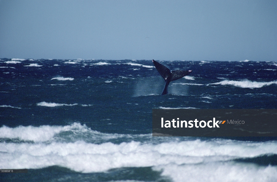 Cola de ballena franca (Eubalaena australis) sur, en un mar agitado, Península Valdez, Argentina