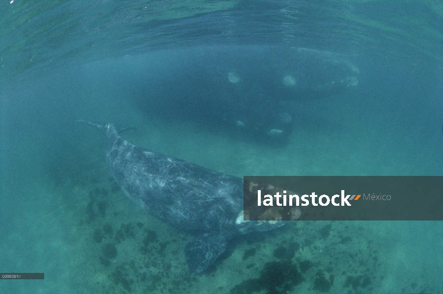 Cría de ballena franca (Eubalaena australis) sur con apareamiento adultos, Península Valdez, Argenti