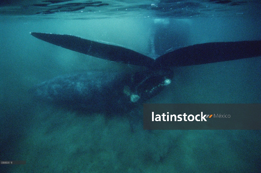 Cría de ballena franca (Eubalaena australis) sur golpea accidentalmente con la cola de la madre dura