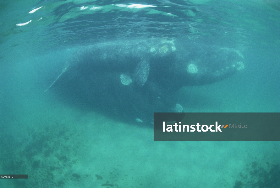 Cría de ballena franca (Eubalaena australis) sur con apareamiento adultos, Península Valdez, Argenti