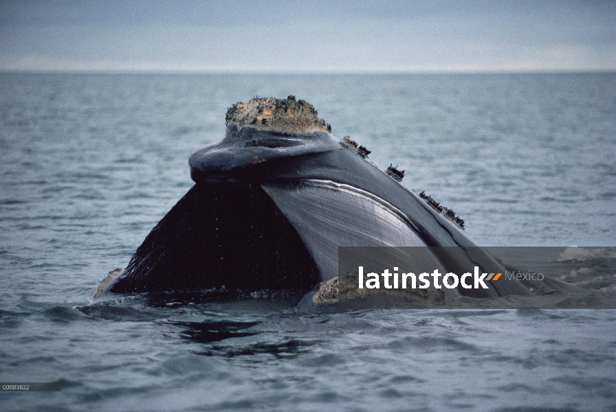 Sur ballena franca (Eubalaena australis) que muestra barbas mientras se alimenta, Argentina