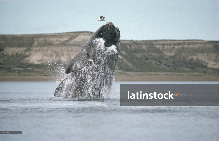 Ballena Franca Austral (Eubalaena australis) violar, Península Valdez, Argentina