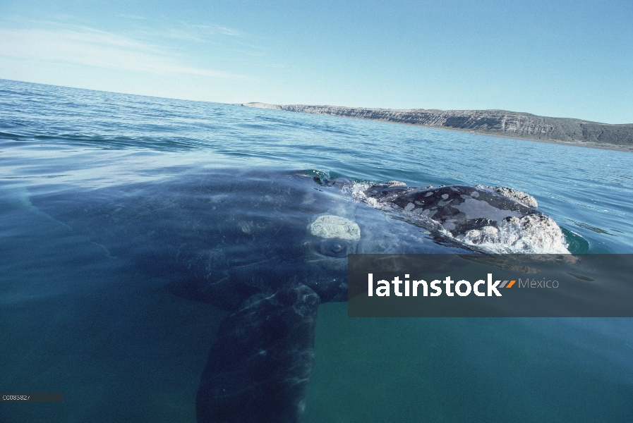 Ballena Franca Austral (Eubalaena australis) en la superficie del agua, Península Valdez, Argentina