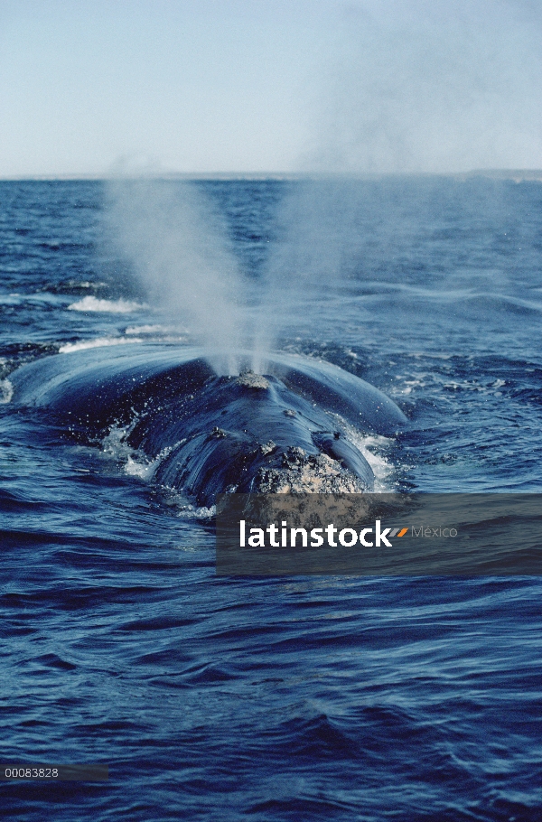 Ballena Franca Austral (Eubalaena australis) echa en chorro, Península Valdez, Argentina