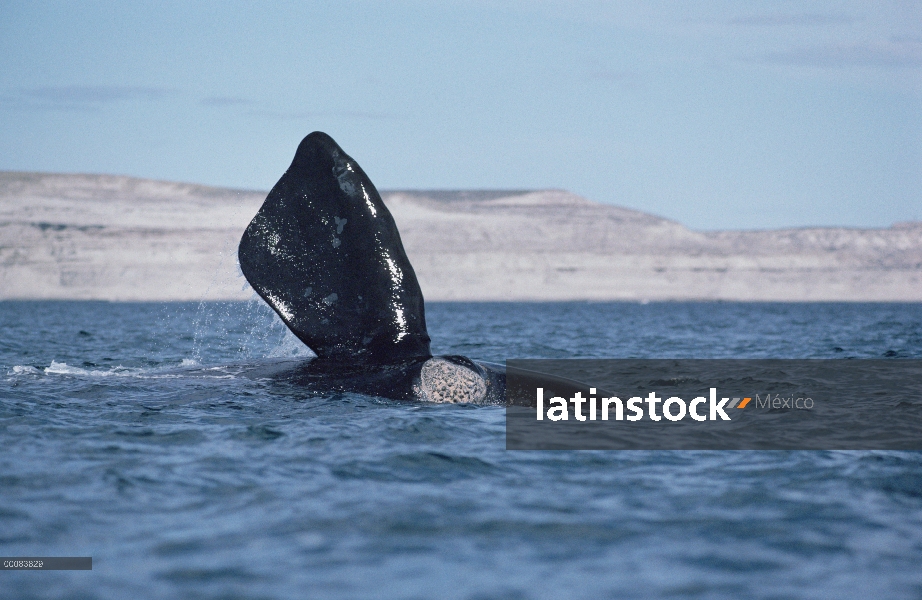 Aleta de ballena franca (Eubalaena australis) sur, Península Valdez, Argentina